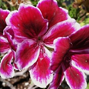 Meet your Posher, Cheryl